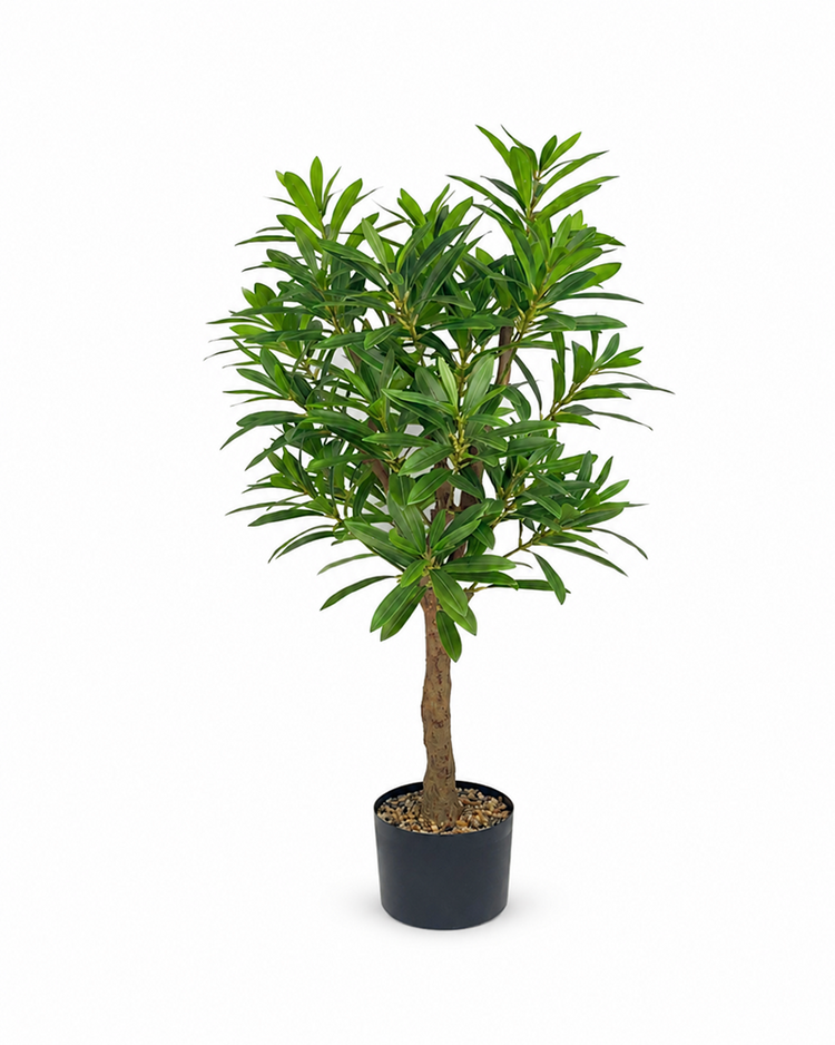 Plant Tree